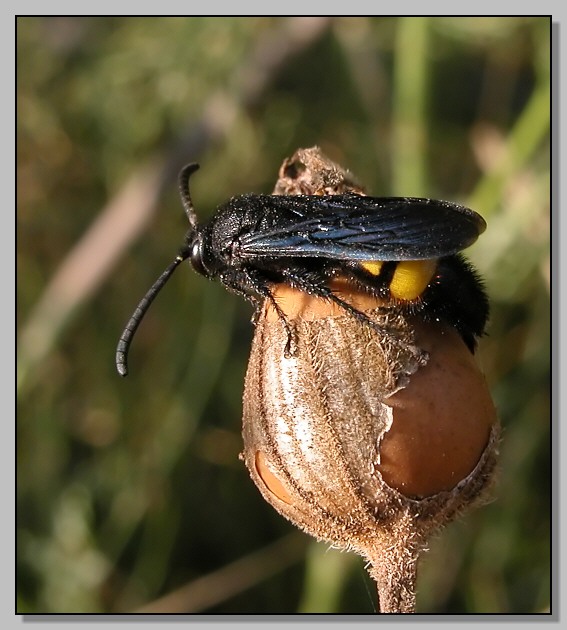 Cicadella, Scolia e Timarcha